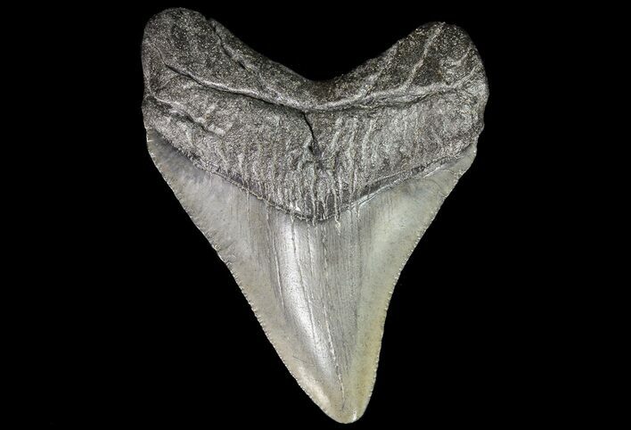Juvenile Megalodon Tooth - South Carolina #74246